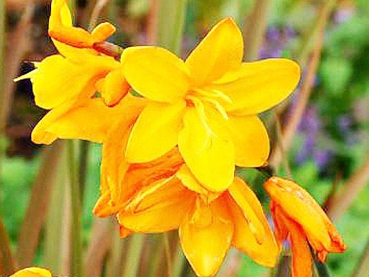 цветя montbrecia, отглеждане - жълто