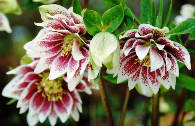Hellebore flowers can be either single-level or double