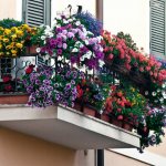 Flori pe balcon