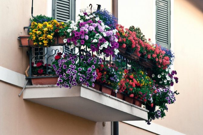 زهور على الشرفة