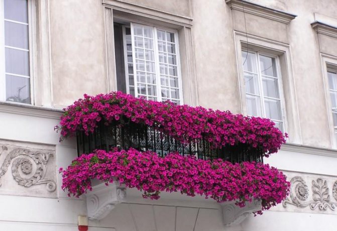 цветя на балкона