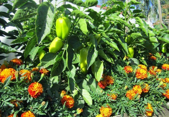 Flowers repelling pests of pepper seedlings