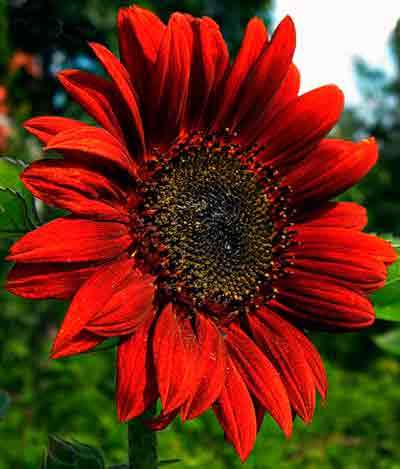 Flori similare cu numele și fotografia floarea-soarelui