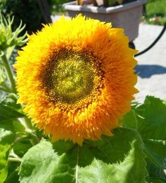 Bunga yang serupa dengan nama dan foto bunga matahari