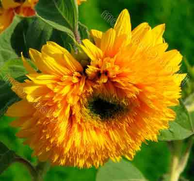 Blommor som liknar solrosnamn och foto