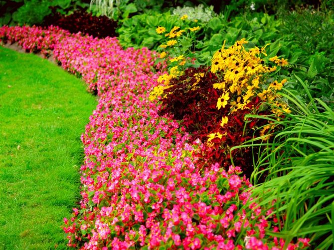 Când plantați flori, este mai bine să vă înconjurați nu cu alte flori, ci cu verdeață, care va crea fundalul dorit fără a distrage atenția asupra dvs.
