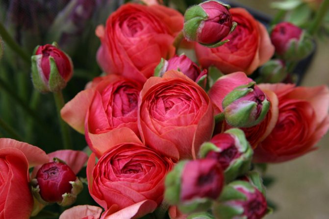 Flowers ranunculus bloomingdale f1 mix bicolor: planting and care, photo