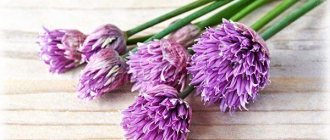 Les fleurs de ciboulette peuvent être blanches à violettes