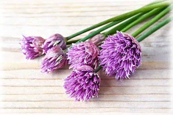Les fleurs de ciboulette peuvent être blanches à violettes