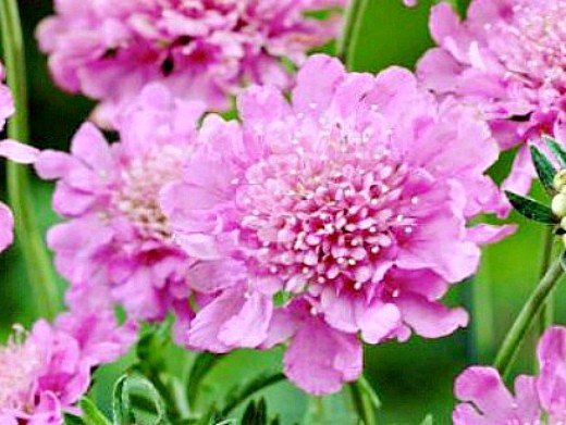 scabiosa flowers, grown from seeds - in the country