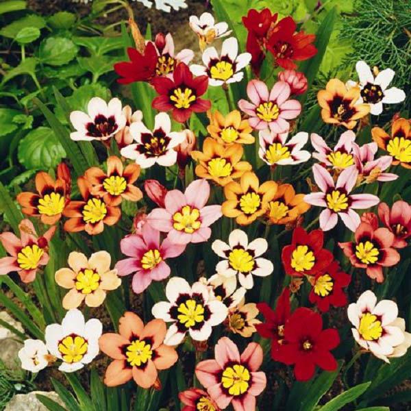 sparaxis blommor plantering och vård