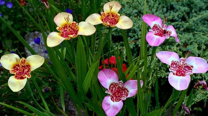 زهور تيغريديا