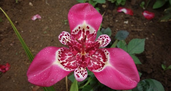 زهور تيغريديا