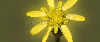 Scorzonera-Blüten erscheinen erst im zweiten Jahr, meist gelb