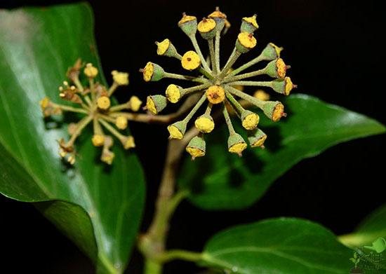 تتميز أزهار نبات التسلق بمظهر "مقيَّد" ، لكنها تقوم بعمل ممتاز في جذب الحشرات المختلفة ، بما في ذلك النحل