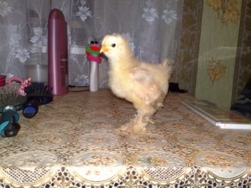 dwarf cochinchin chicken