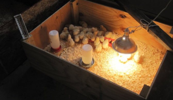 Kycklingar förvaras i en brooder