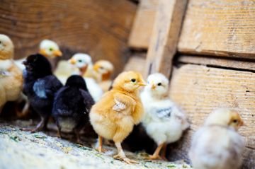 incubator chicks