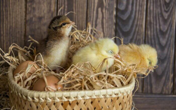 Пилета в кошница