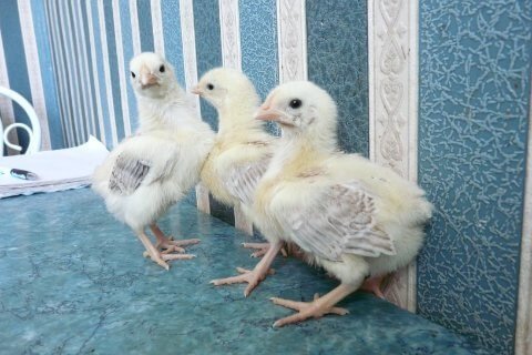 Chickens of the Zagorsk salmon breed at 3 weeks.