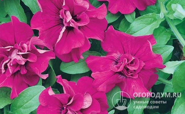 Double Purple (Surfinia Double Purple) - البطونية المزدوجة مع أزهار أرجوانية زاهية. يتميز الصنف بالنمو القوي ومقاومة الرطوبة الزائدة في الصيف.