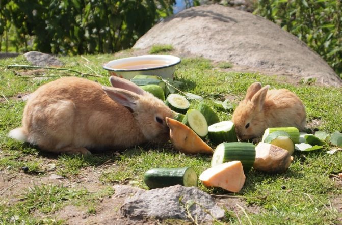 Не всички сочни храни са предназначени за храносмилане от стомаха на зайците.