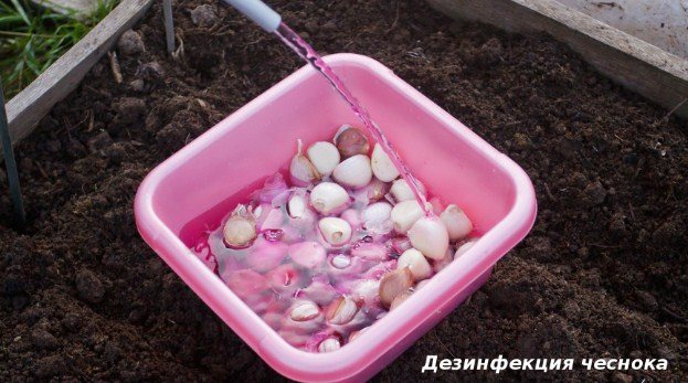Garlic planting date for winter in 2018