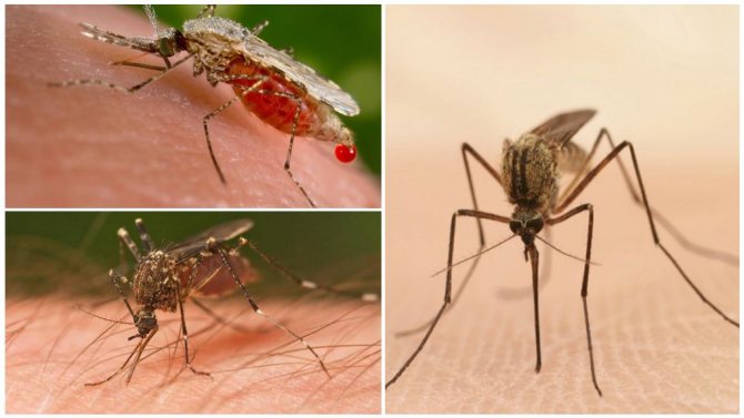 Let's find out how long a mosquito lives after a human bite