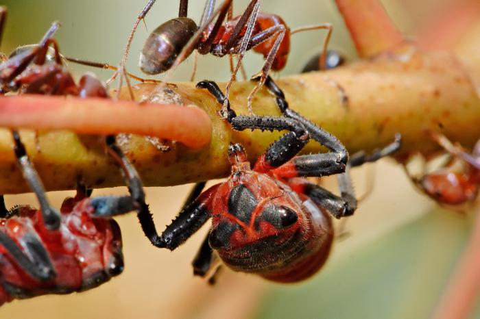 катран бреза приложение градина зеленчукова градина листни въшки мравки
