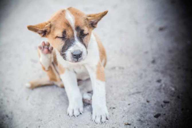 Катранен сапун от бълхи: как да премахнете бълхи от котки и кучета
