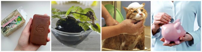 Săpun de gudron de purici: cum se elimină puricii de la pisici și câini