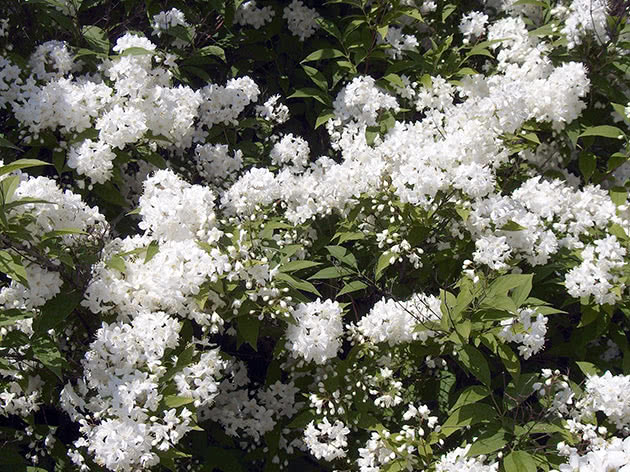 Deytsiya Amur ، أو الأزهار الصغيرة / Deutzia amurensis