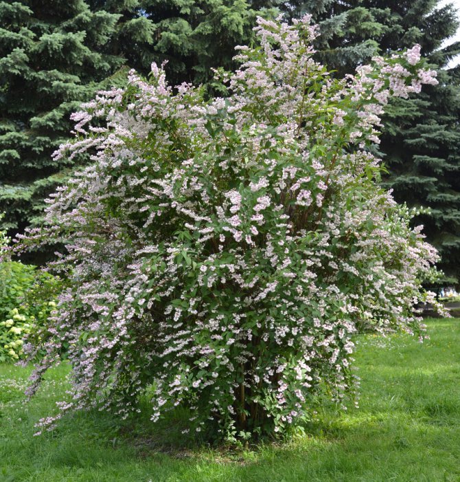 Deytion flowering bush