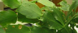Decembrist leaf disease