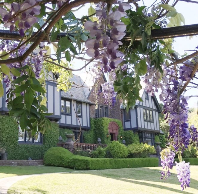 The decor of the area where wisteria looks like an additional decoration