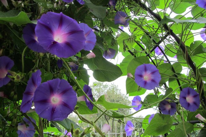 Gloria matinală decorativă: îngrijirea plantelor, proprietăți utile, fotografie