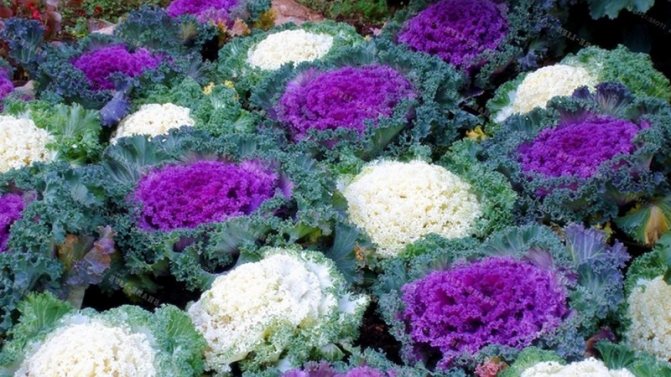 Ornamental cabbage: culture features, description of varieties with names and photos
