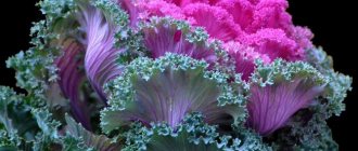 Ornamental cabbage varieties with photos and names