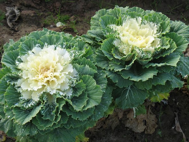 Ornamental cabbage varieties with photos and names