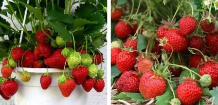 Декоративно описание на сортовете ягоди