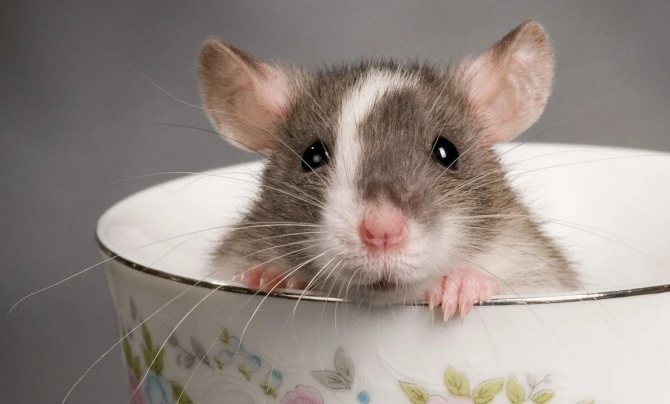 الفئران الزخرفية