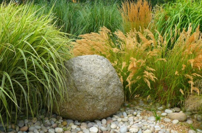 Ornamental Grass - Application sa Landscaping