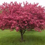 Dekorativer Apfelbaum mit roten Blättern