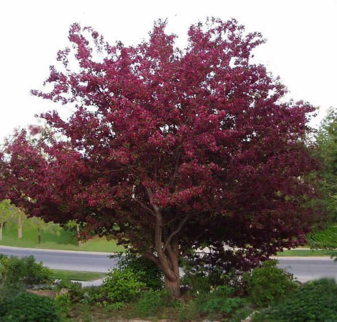 Декоративно ябълково дърво с червени листа