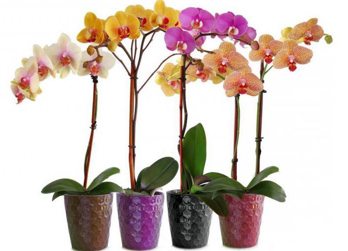 decorative flowering indoor plants