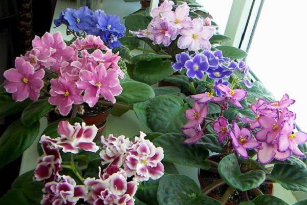 decorative flowering plants