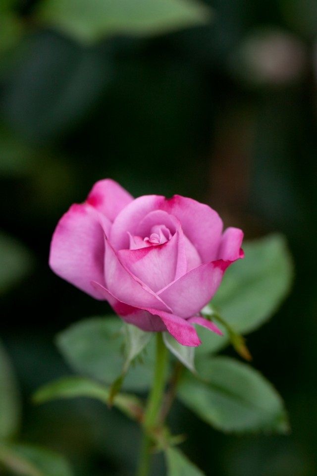 Dekorativní ctnosti nejlepší „modré“ růže
