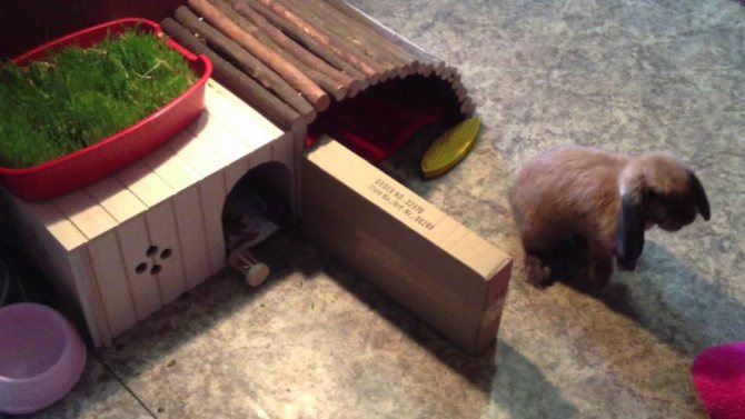 Decorative rabbits love to play