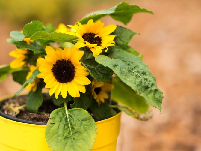 decorative sunflowers in a pot