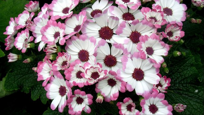 Floare decorativă de cineraria: fotografii cu cele mai bune specii, îngrijire și cultivare